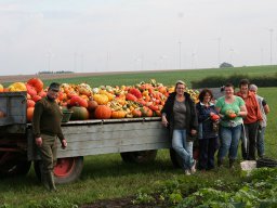 Kürbisernte