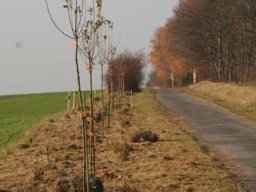 Pflanzaktion Bäume November 2011