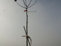 Pflanzaktion Bäume November 2011