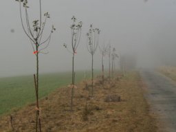 Pflanzaktion Bäume November 2011