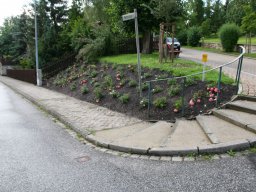 Pflanzaktion Rosenbeet August 2011