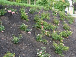 Pflanzaktion Rosenbeet August 2011