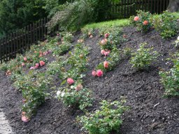 Pflanzaktion Rosenbeet August 2011