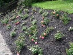 Pflanzaktion Rosenbeet August 2011