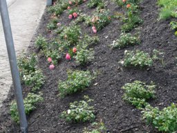 Pflanzaktion Rosenbeet August 2011